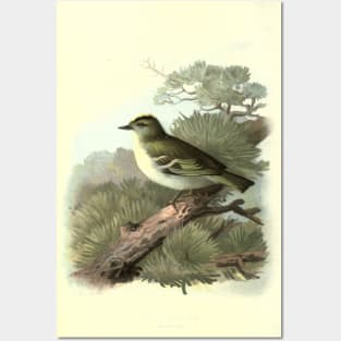 Golden Crested Wren Posters and Art